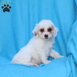 Sugar, Cockapoo Puppy